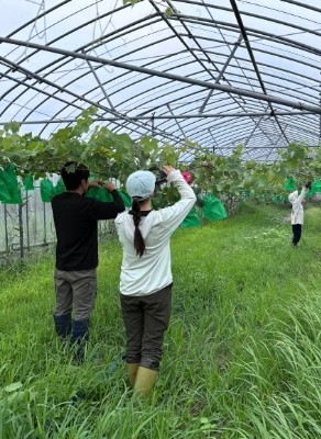新梢(しんしょう／新しく伸び出た枝)の誘引作業の光景です(7月28日撮影)