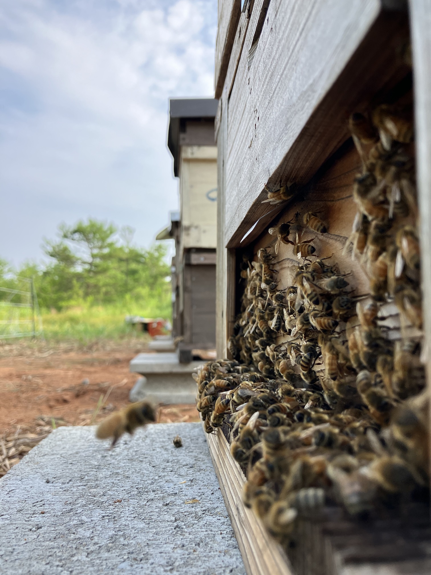 〇採蜜・写真提供：<a href="https://kanazawa8383.jp/" style="color:#068acc" target="new">金澤やまぎし養蜂場</a>さま