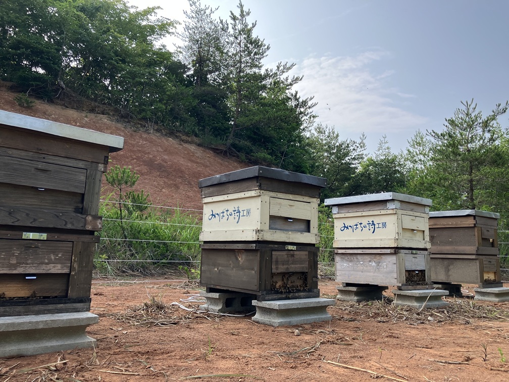 〇採蜜・写真提供：<a href="https://kanazawa8383.jp/" style="color:#068acc" target="new">金澤やまぎし養蜂場</a>さま