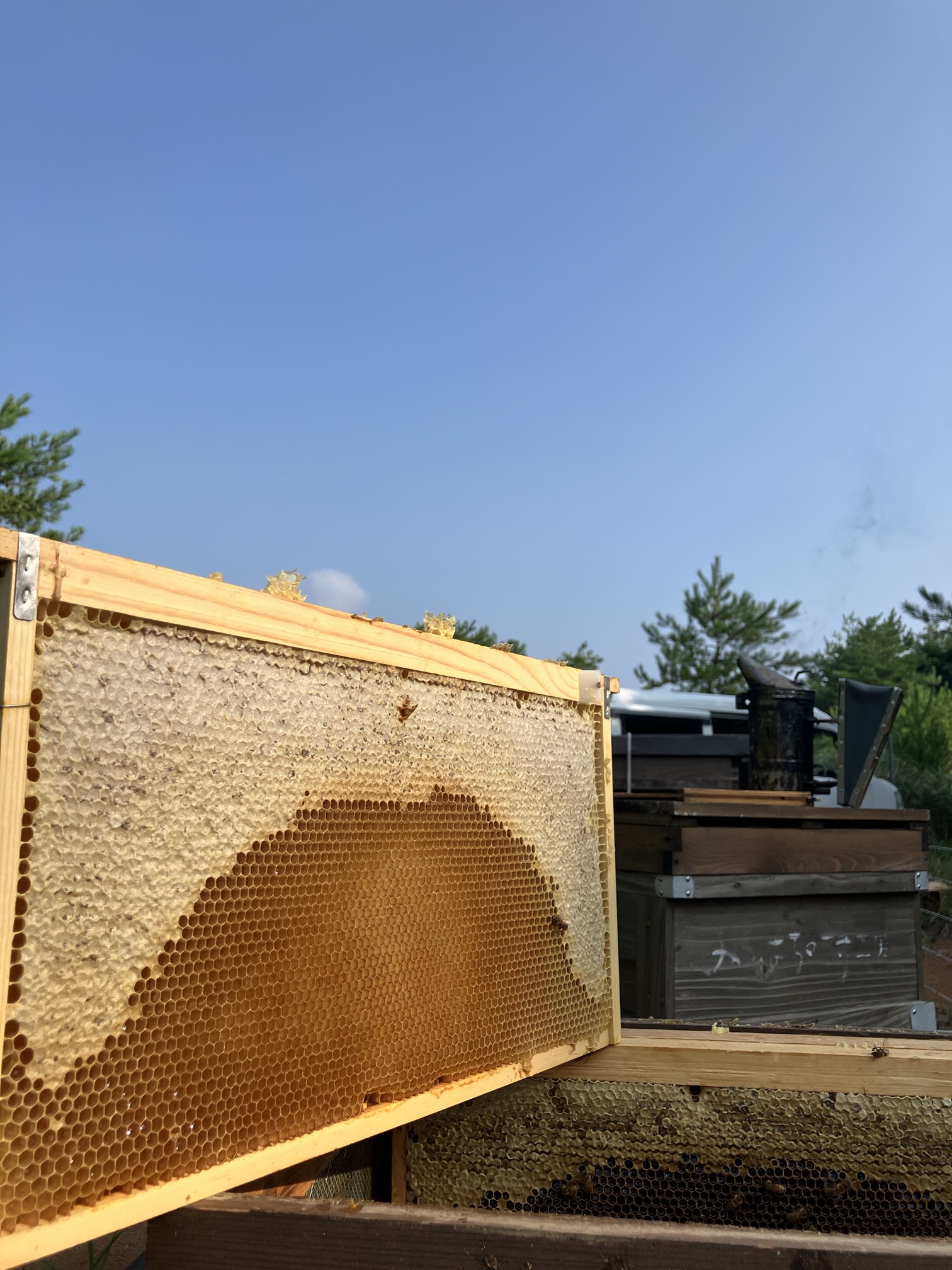 〇採蜜・写真提供：<a href="https://kanazawa8383.jp/" style="color:#068acc" target="new">金澤やまぎし養蜂場</a>さま