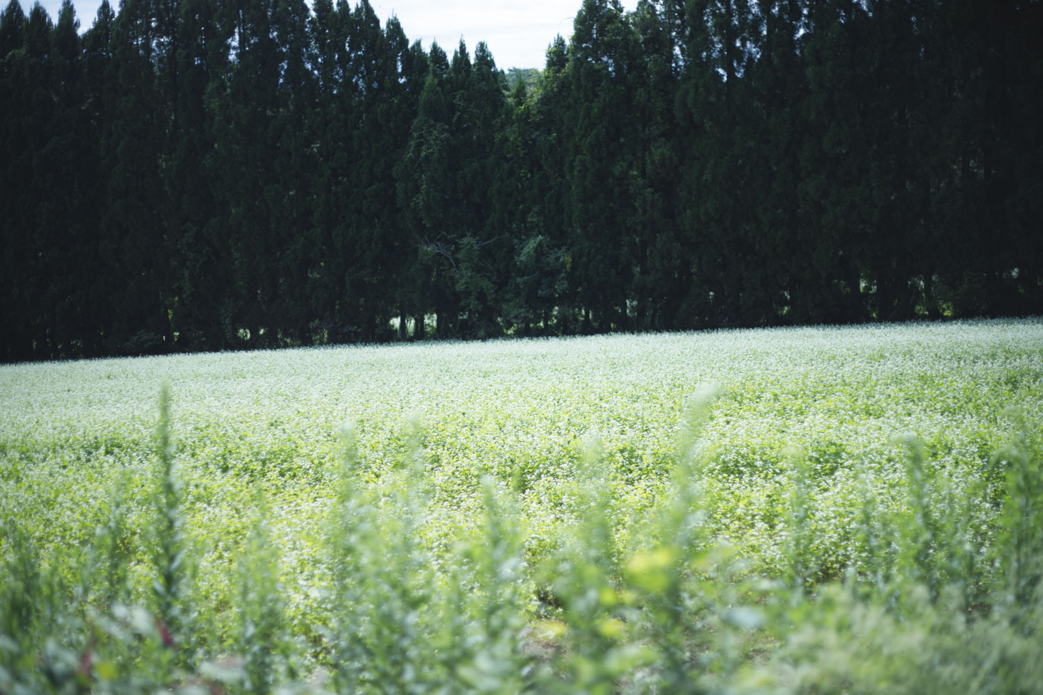 輪島市 門前町 山是清(やまこれきよ)<br>金沢大地の有機ソバ畑にて(2026年9月撮影)