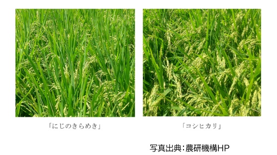 【《にじのきらめき》の高温耐性について】<br><br>写真を見比べると、《にじのきらめき》は緑の葉が空に向かって立っていて、青々としている印象です。《コシヒカリ》に比べて、穂が葉に隠れているように見えます。<br><br>《にじのきらめき》は、背の高い葉が穂の日陰をつくることにより、①穂への日射量が少なくなること、②穂周囲の葉の蒸散による冷却効果を受けやすくなることで、高温耐性がうまれると考えられています。<br><br>○写真出典：農研機構HP<br><a href="https://www.naro.go.jp/publicity_report/press/laboratory/carc/153330.html" target="new">https://www.naro.go.jp/publicity_report/press/laboratory/carc/153330.html</a>