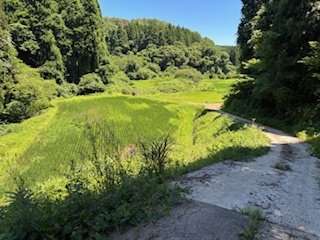 奥能登の里山・能登町当目地区の棚田で育つコシヒカリ。かなりの山奥、細い山道を入っていく、谷筋深く作られた棚田です。<br>能登の風土は、昼夜の気温差や、きれいな湧き水などにも恵まれ、おいしいお米づくりに最高の環境です。当目のお米は特に、山から湧き出る、とてもきれいな源流の水で育てています。<br>(2025年7月撮影)