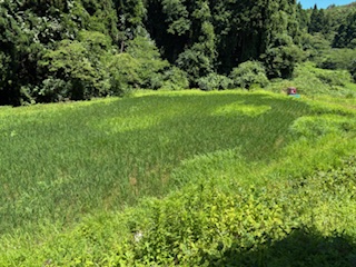 奥能登の里山・能登町当目地区の棚田で育つコシヒカリ。かなりの山奥、細い山道を入っていく、谷筋深く作られた棚田です。<br>能登の風土は、昼夜の気温差や、きれいな湧き水などにも恵まれ、おいしいお米づくりに最高の環境です。当目のお米は特に、山から湧き出る、とてもきれいな源流の水で育てています。<br>(2025年7月撮影)