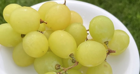 2026.7.30 ※8.31更新<br>《オーガニックシャインマスカット》新発売！