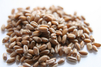 オーガニック小麦 金沢大地webストア