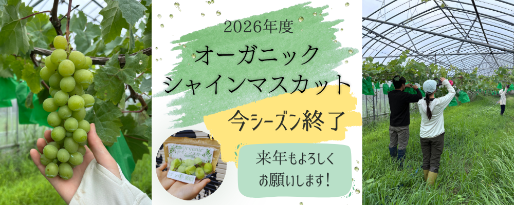 オーガニックシャインマスカット今シーズン終了